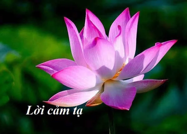 Hoa trang trí bàn thờ tang lễ