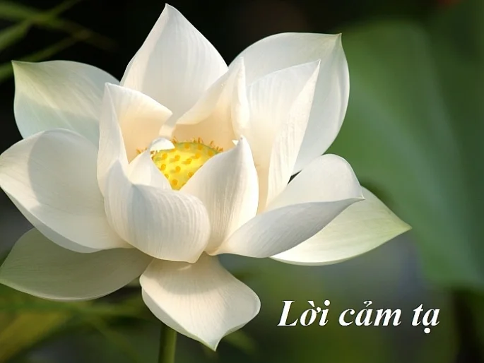Hoa trang trí bàn thờ tang lễ