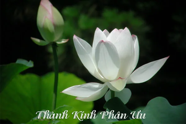 Hoa trang trí bàn thờ tang lễ