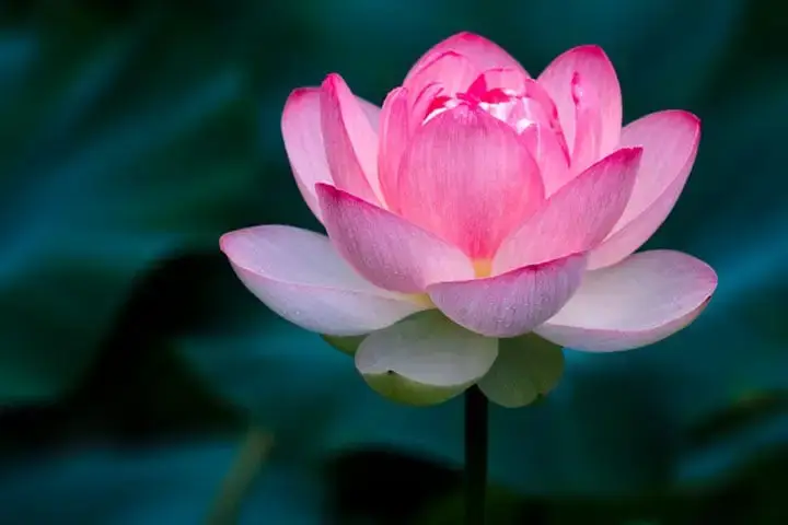 Mẫu lời cảm tạ đám tang chung chung